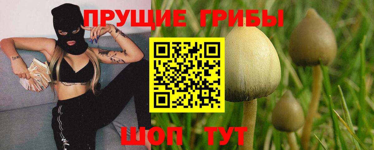 Галлюциногенные грибы Cubensis  Батайск  Галлюциногенные грибы GOLDEN TEACHER 